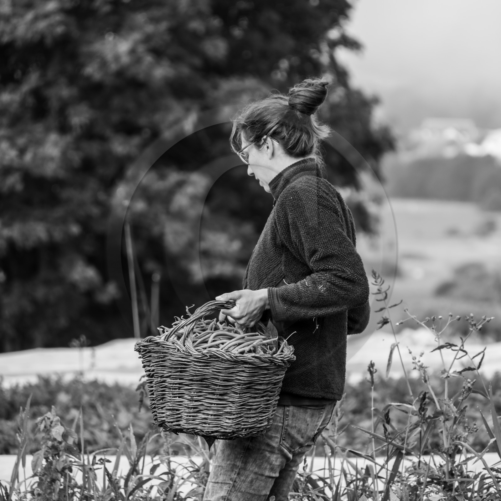 Maraichage biologique dans le Champsaur