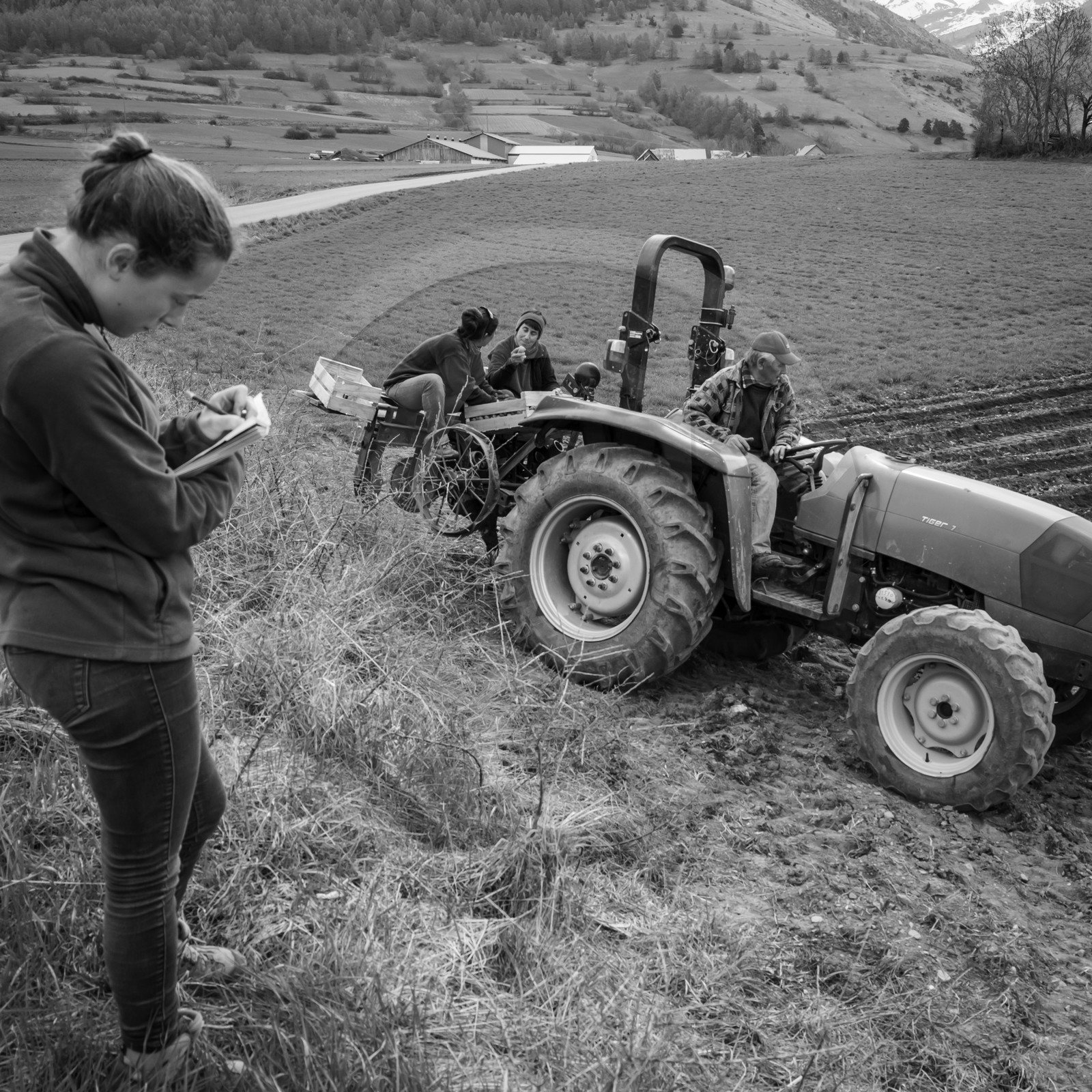 La plantation des pommes de terre