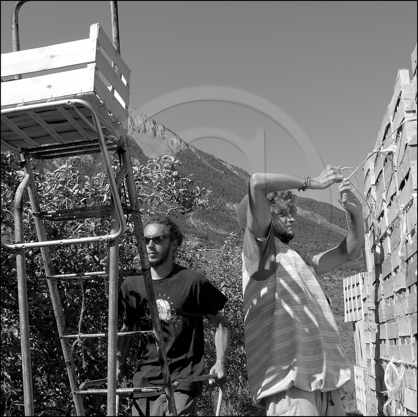 La récolte des pommes La récolte des pommes