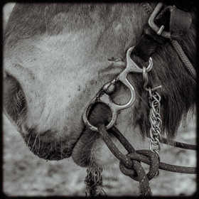 Portraits des animaux de la ferme