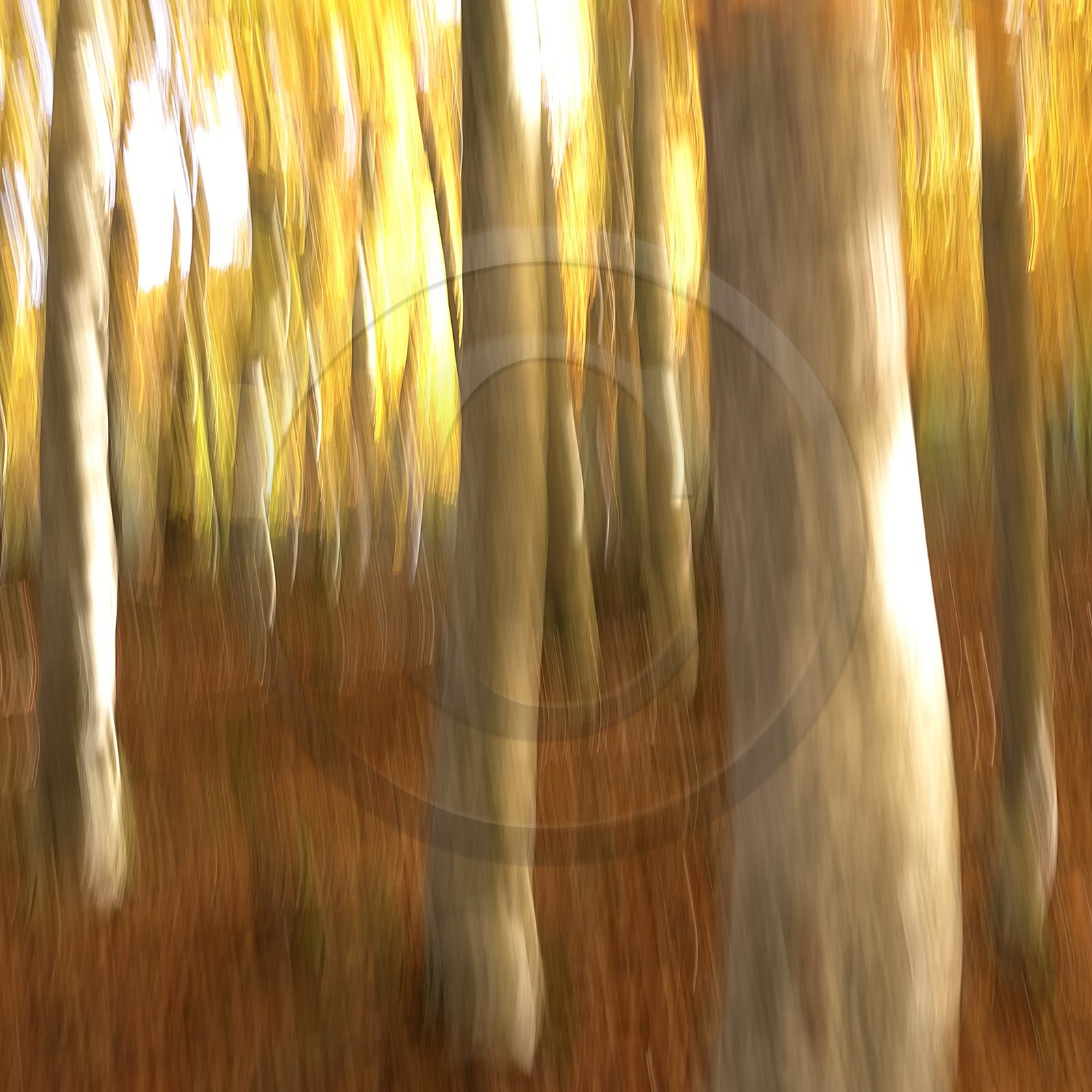 Le Pays des Arbres Flous