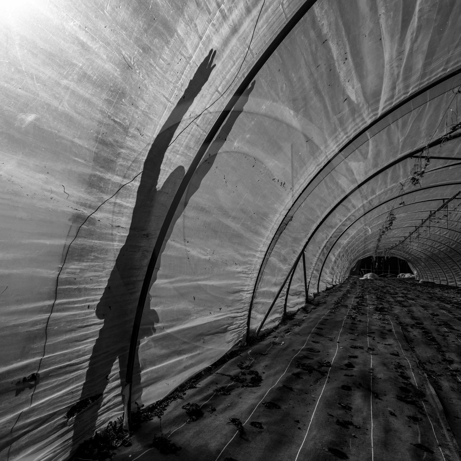 Montage de serres tunnel Montage de serres tunnel