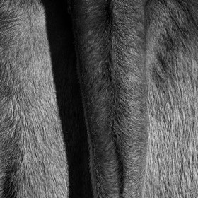 Rencontres paysannes à Saint-Bonnet en Champsaur