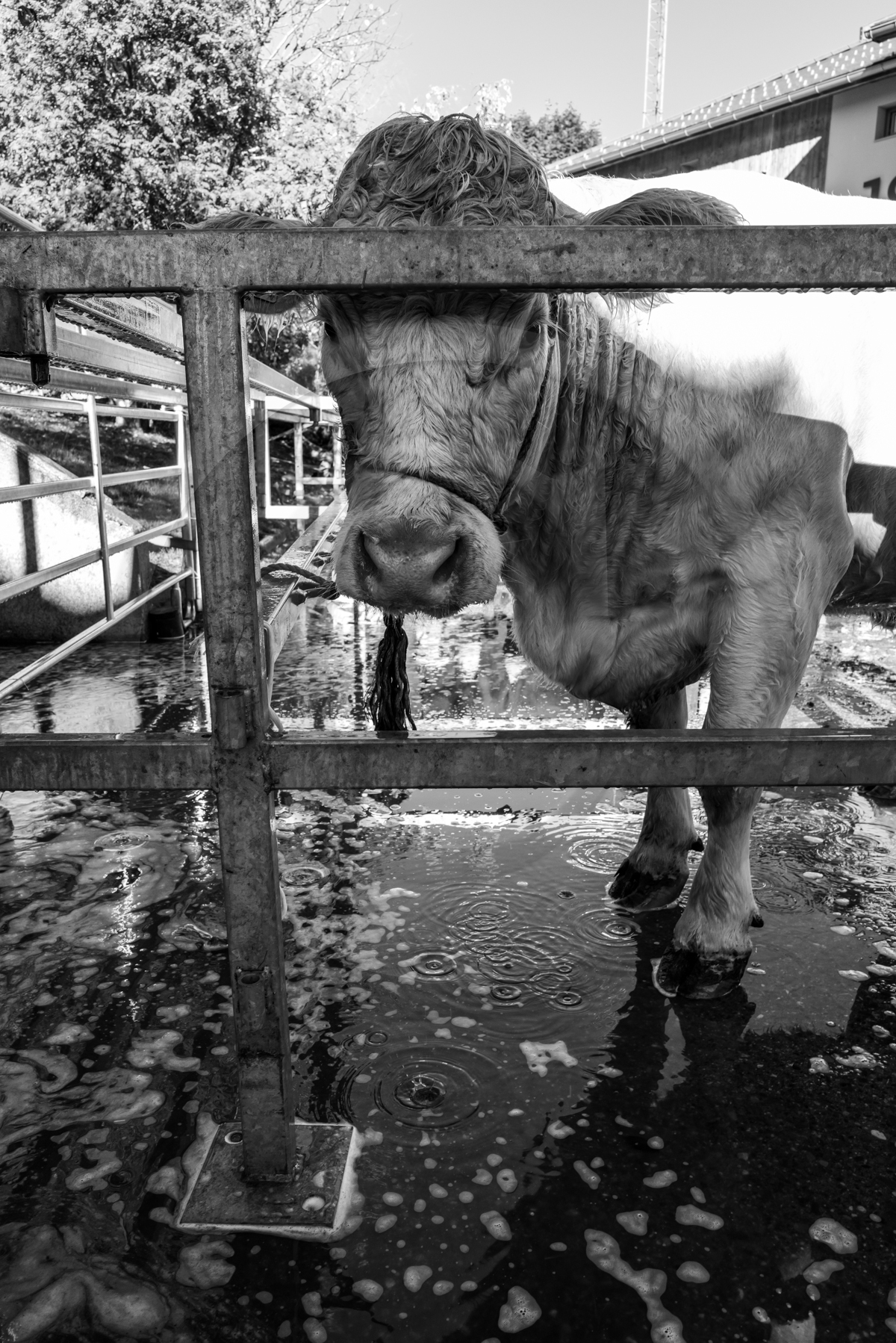 Rencontres paysannes à Saint-Bonnet en Champsaur