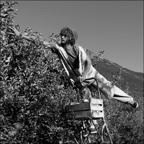 La récolte des pommes