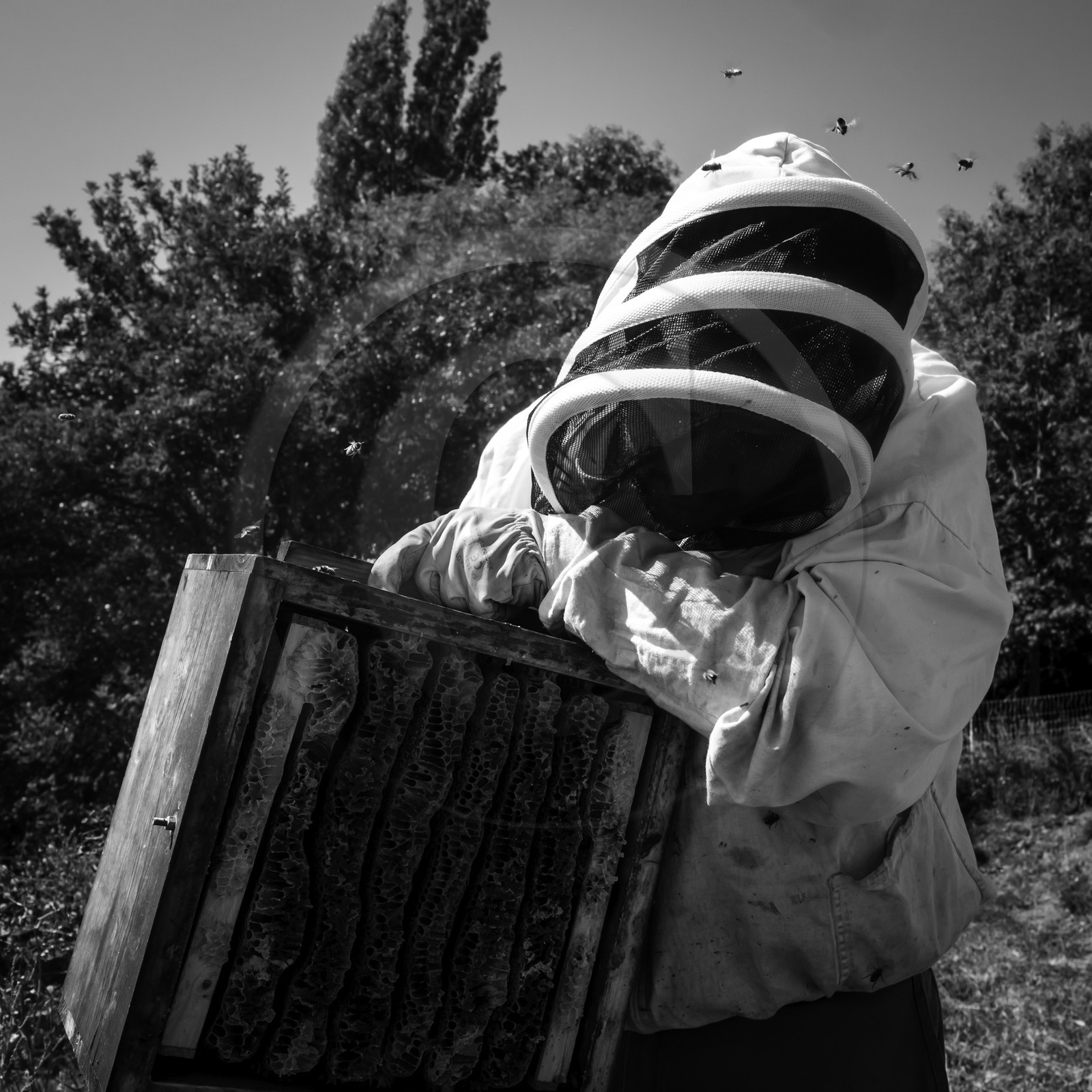 La récolte du miel