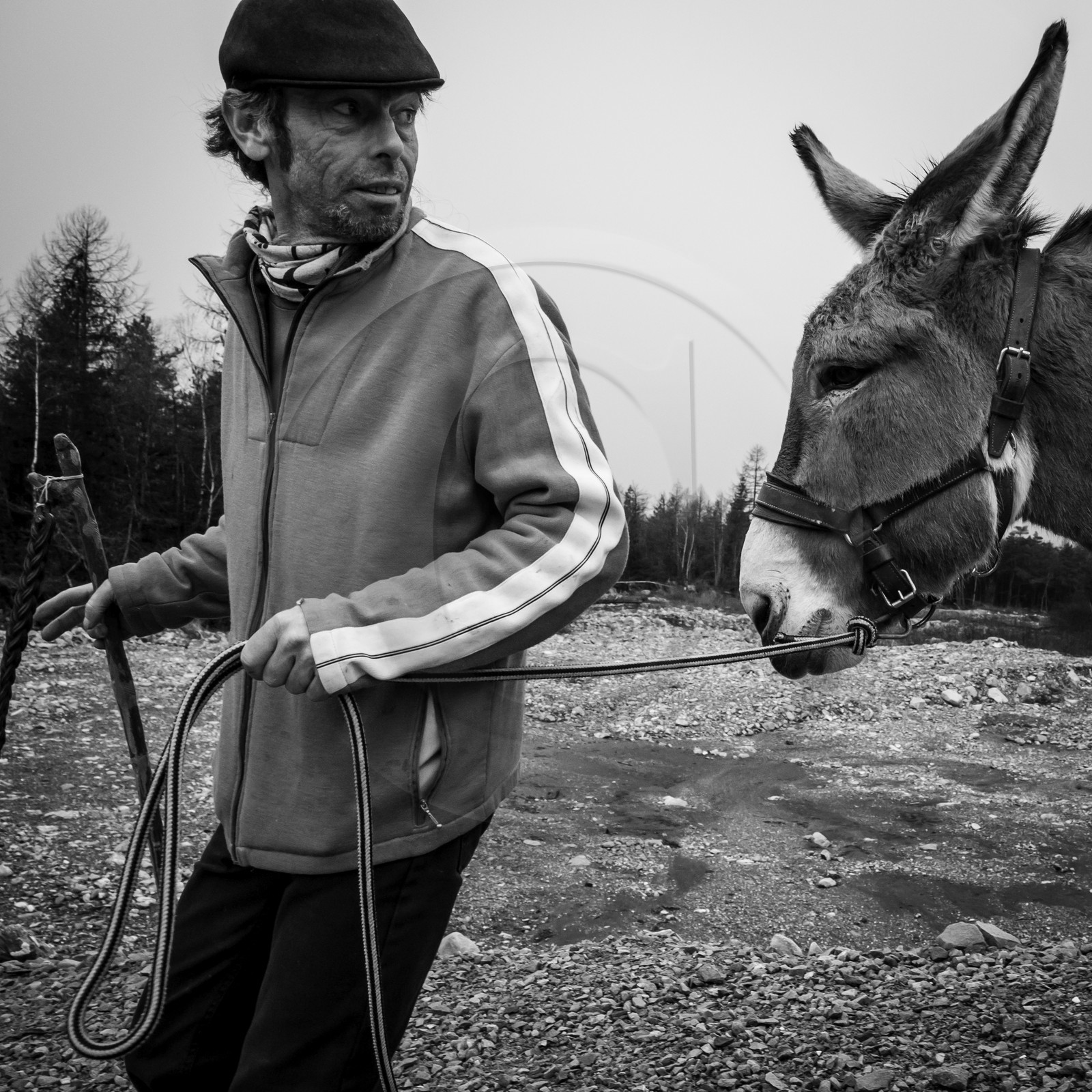 La transhumance des ânes