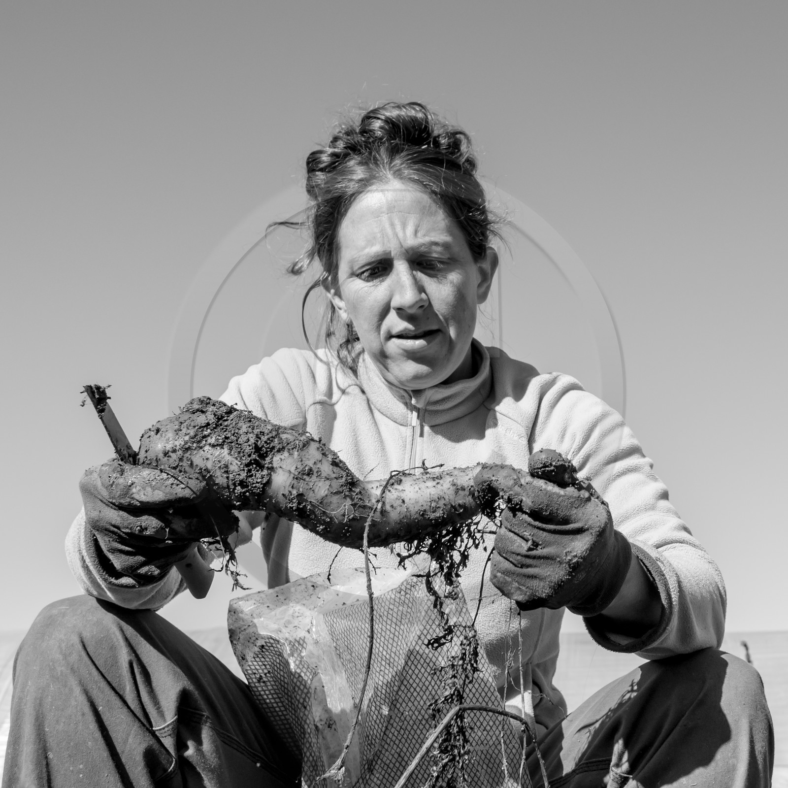 La récolte des carottes