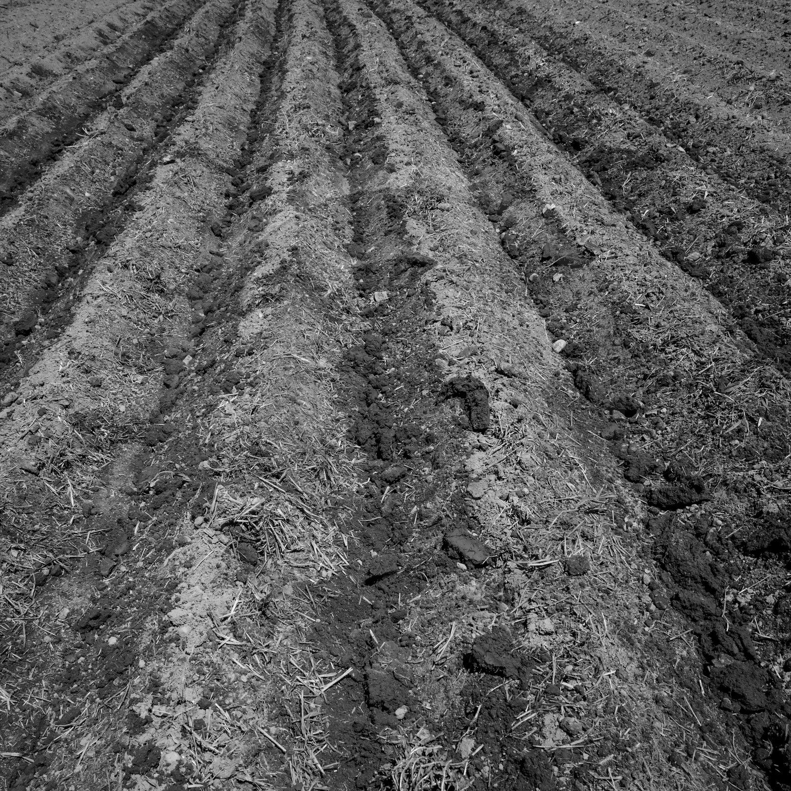 Labour avec un cheval