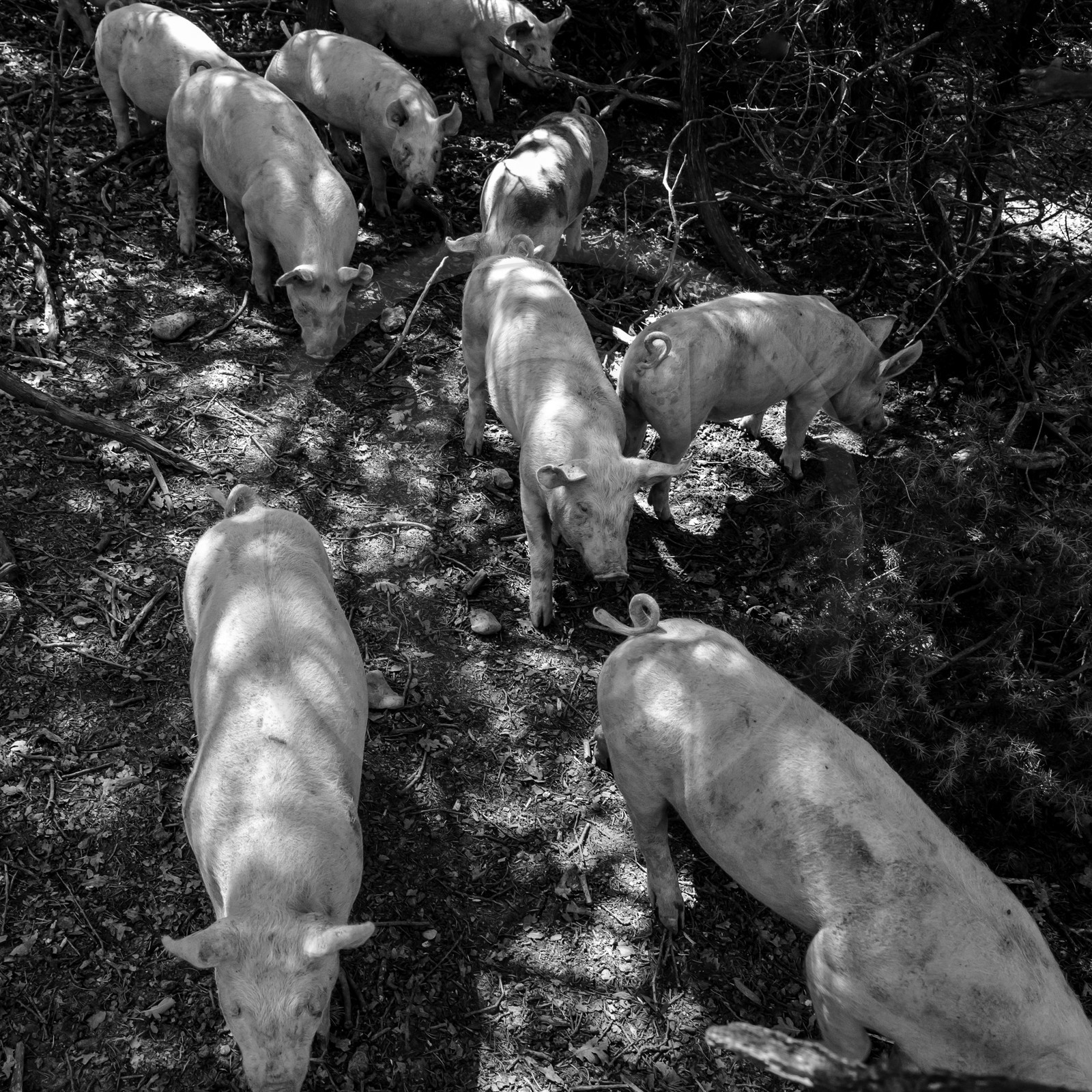 Elevage biologique de cochons en plein air