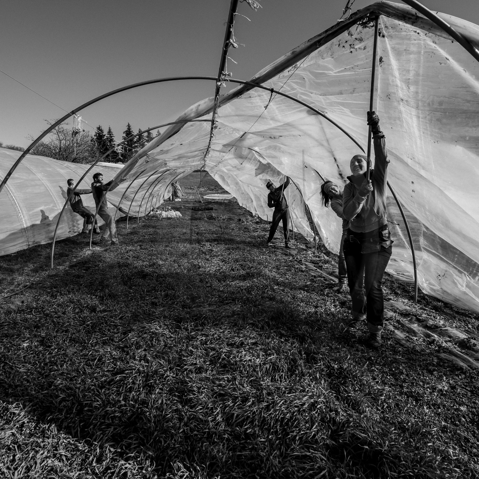 Montage de serres tunnel
