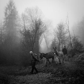 La transhumance des ânes