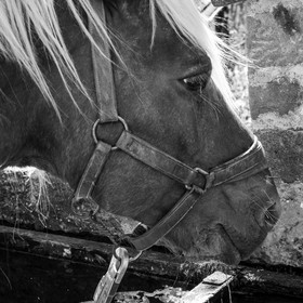 Labour avec un cheval