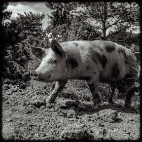 Portraits des animaux de la ferme