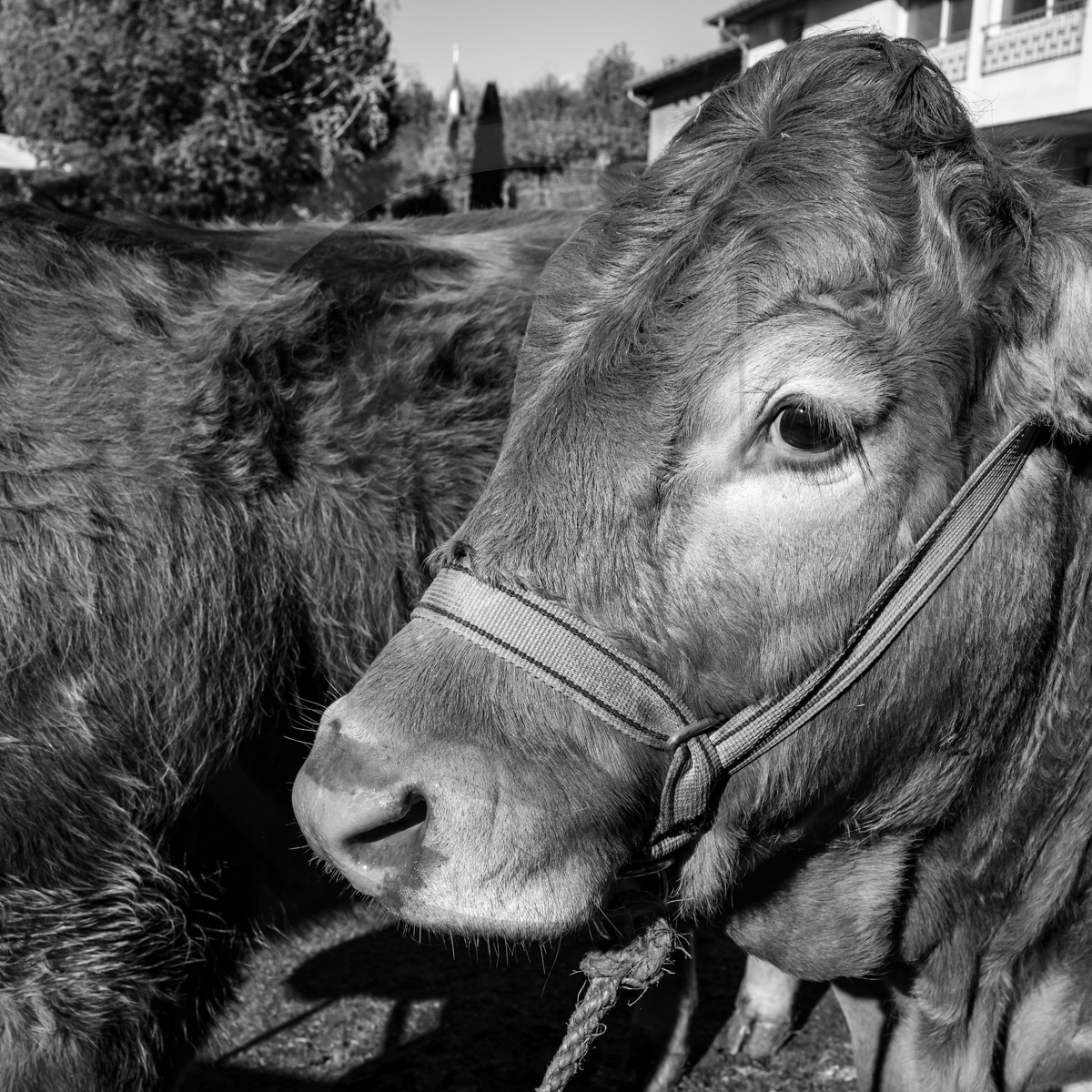 Rencontres paysannes à Saint-Bonnet en Champsaur