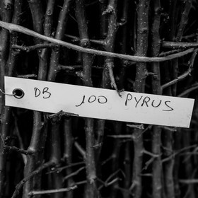 Greffe d'arbres