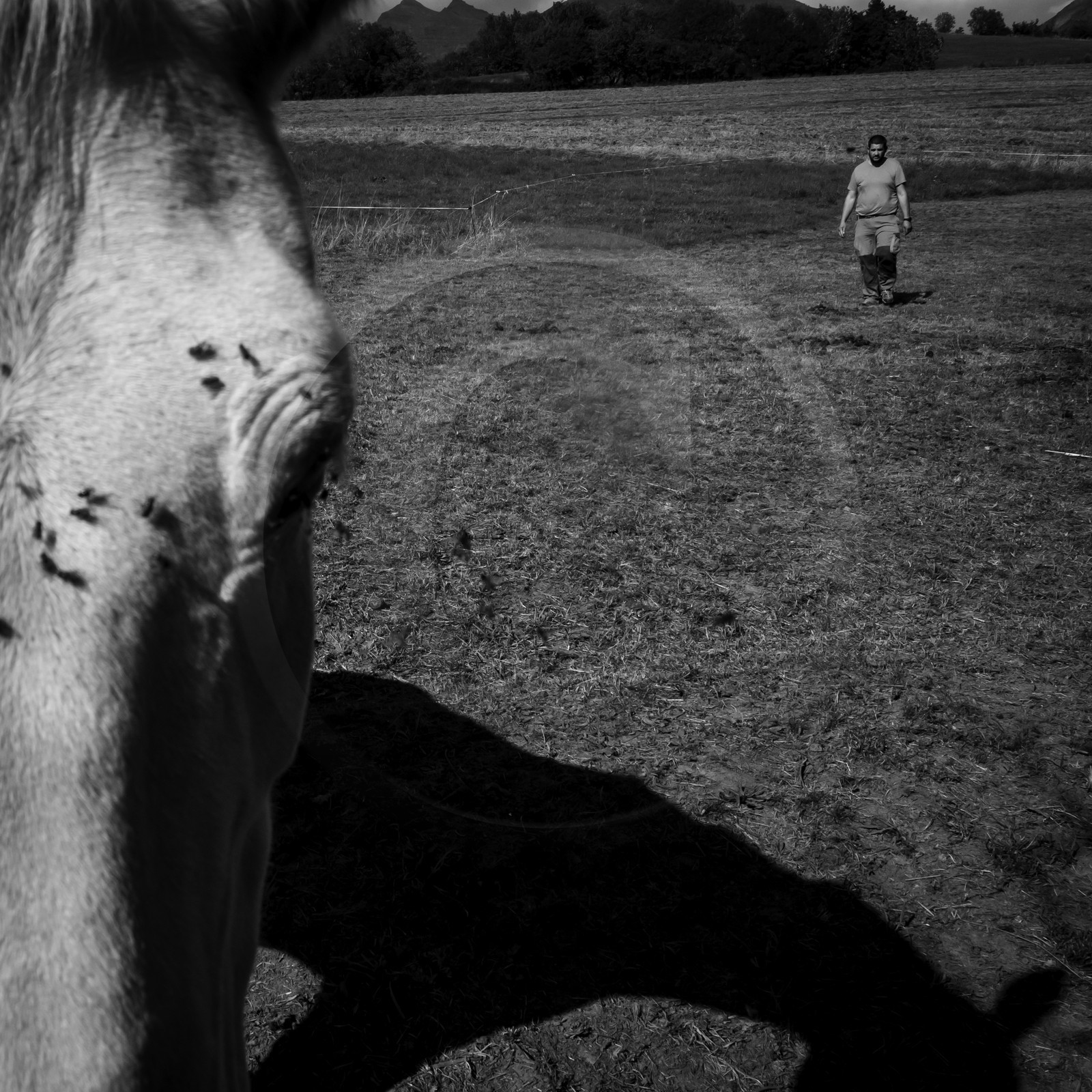 Chevaux de trait