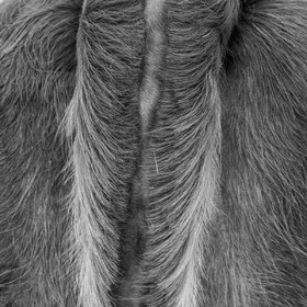 Rencontres paysannes à Saint-Bonnet en Champsaur