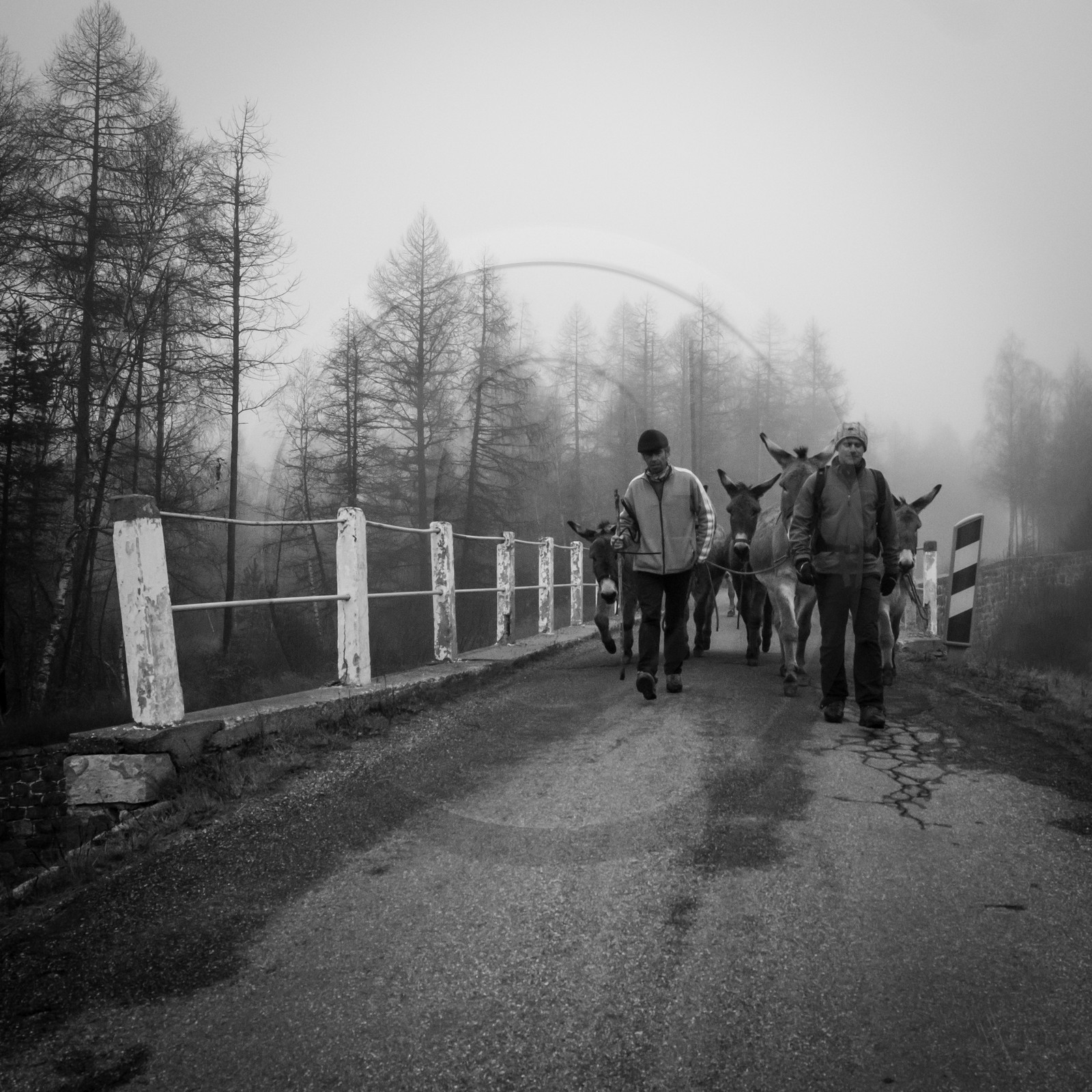 La transhumance des ânes