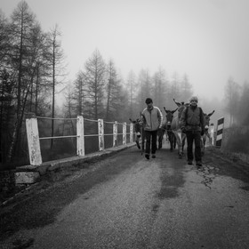 La transhumance des ânes