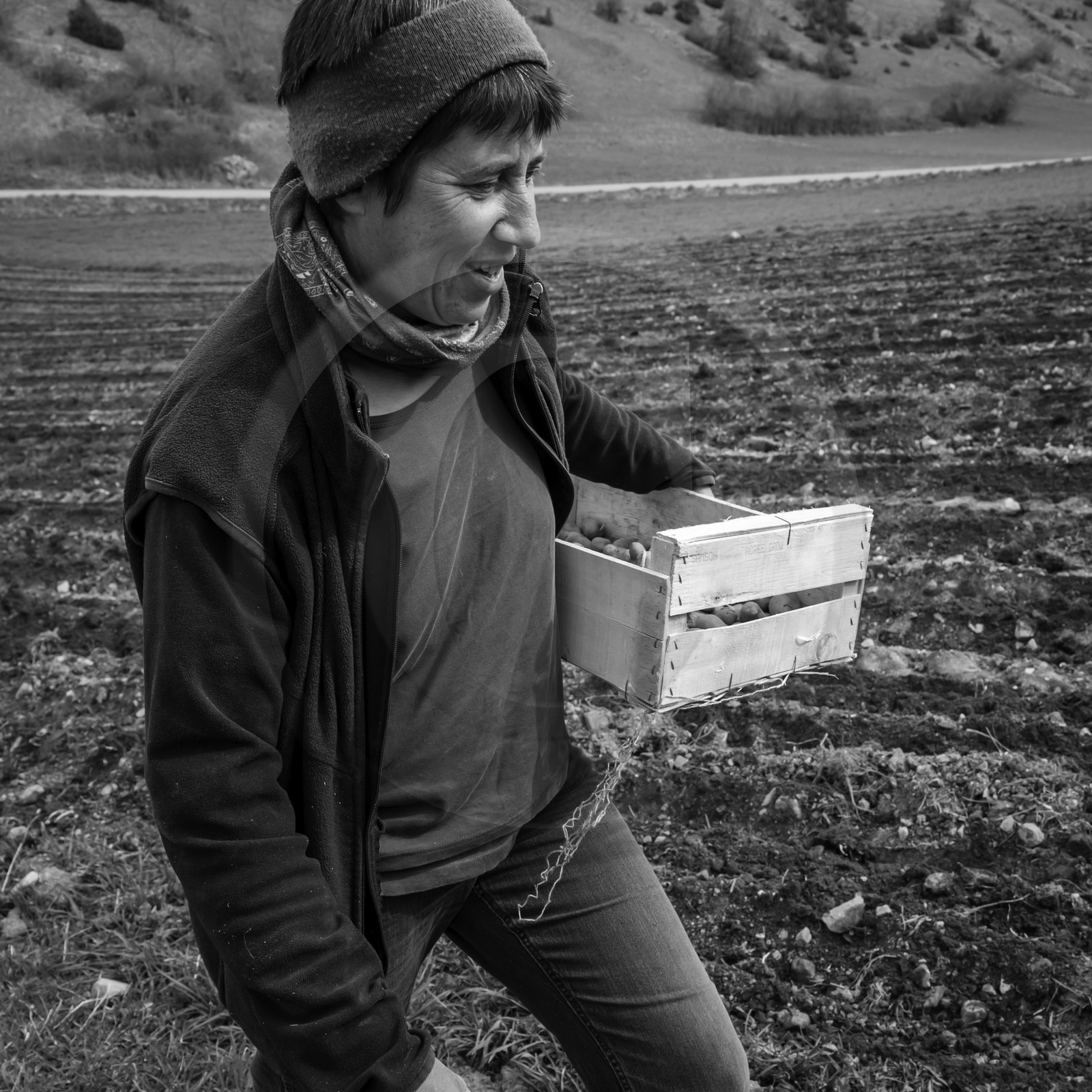 La plantation des pommes de terre