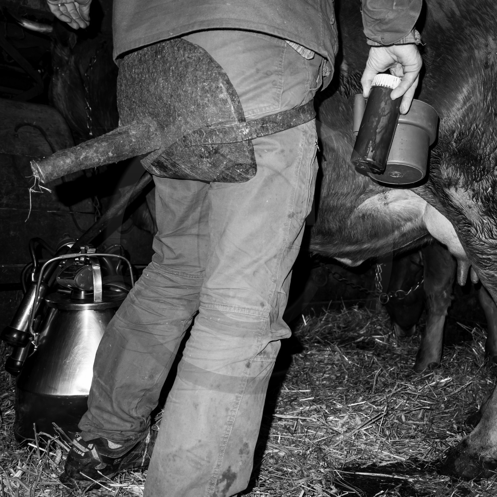 La traite des vaches