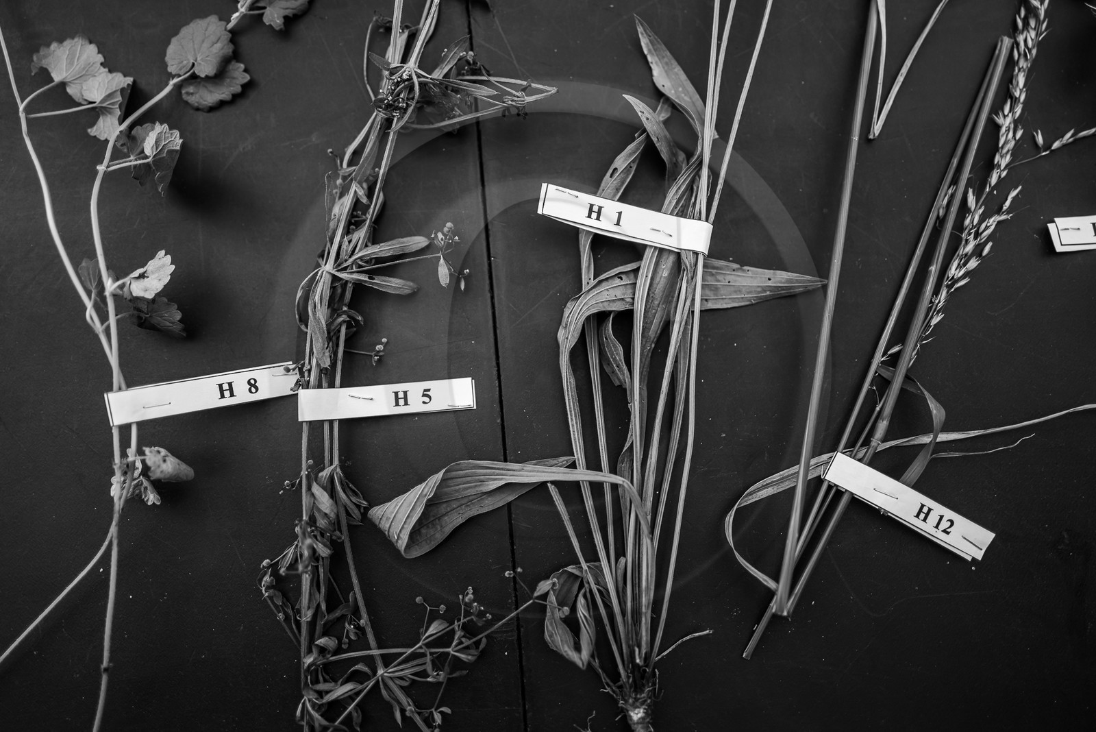 21 juin 2023 : Découverte botanique