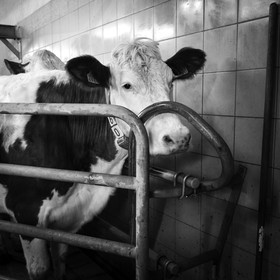 La traite des vaches