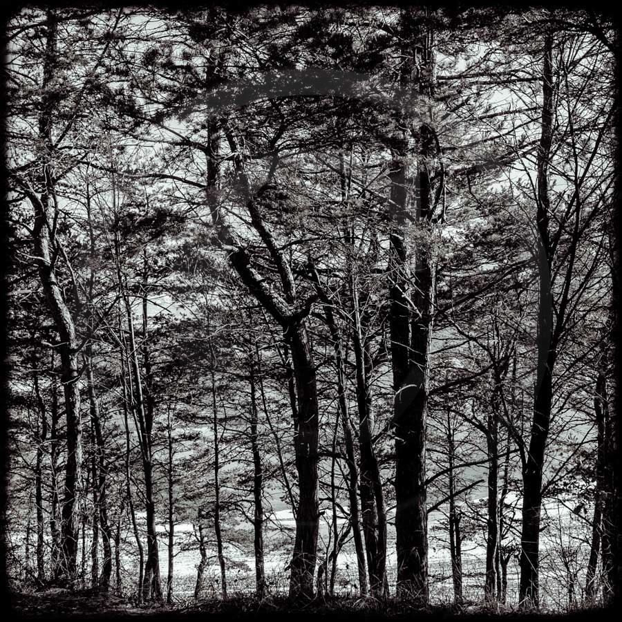 Promenade en forêt Promenade en forêt