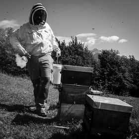 La récolte du miel
