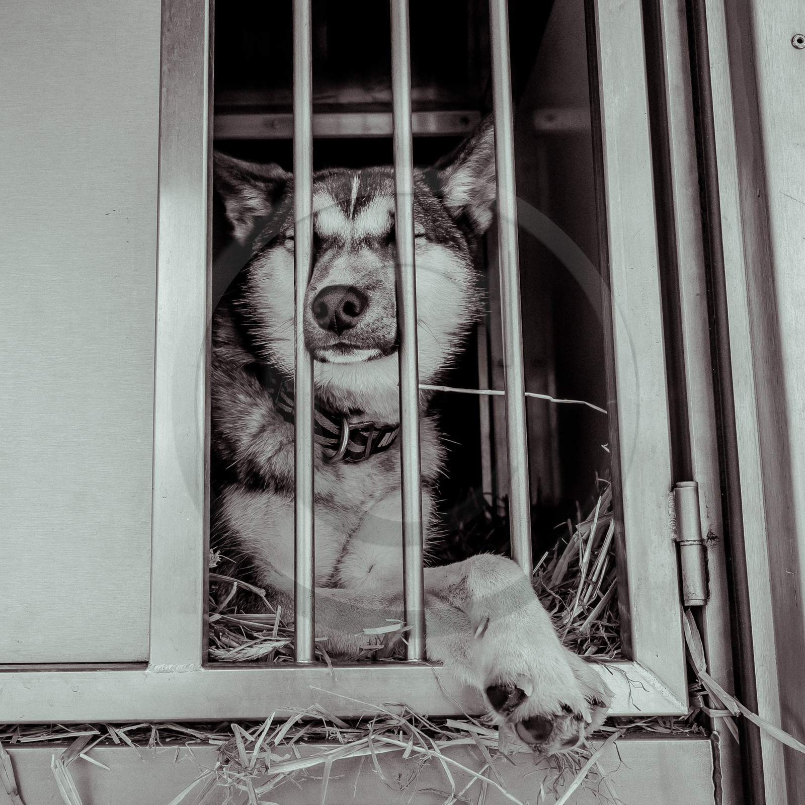 La Valgaude Traineau 2015