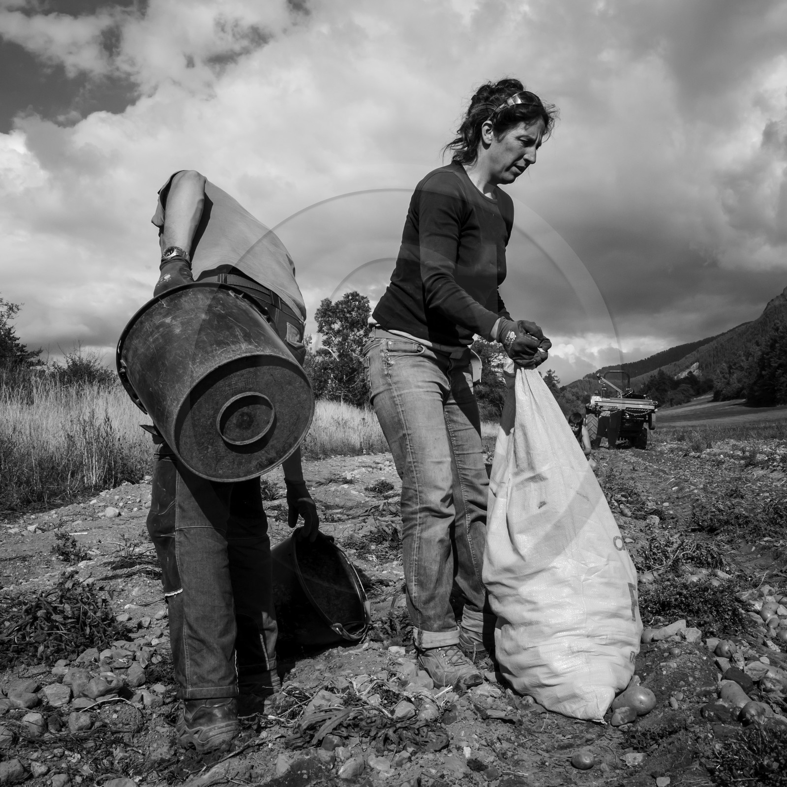 La récolte des pommes de terre