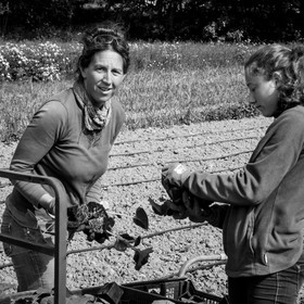 La plantation des courges