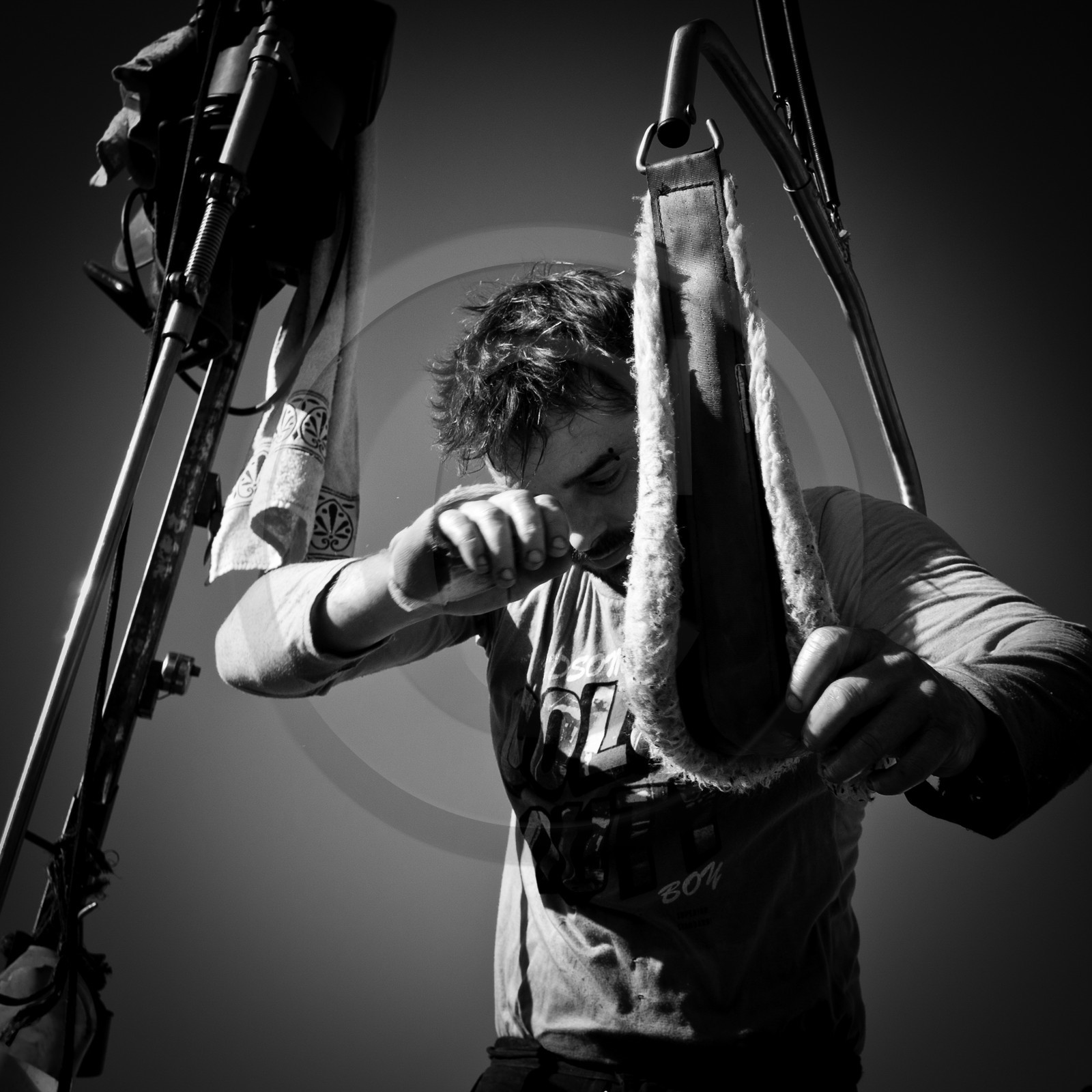 La tonte des moutons