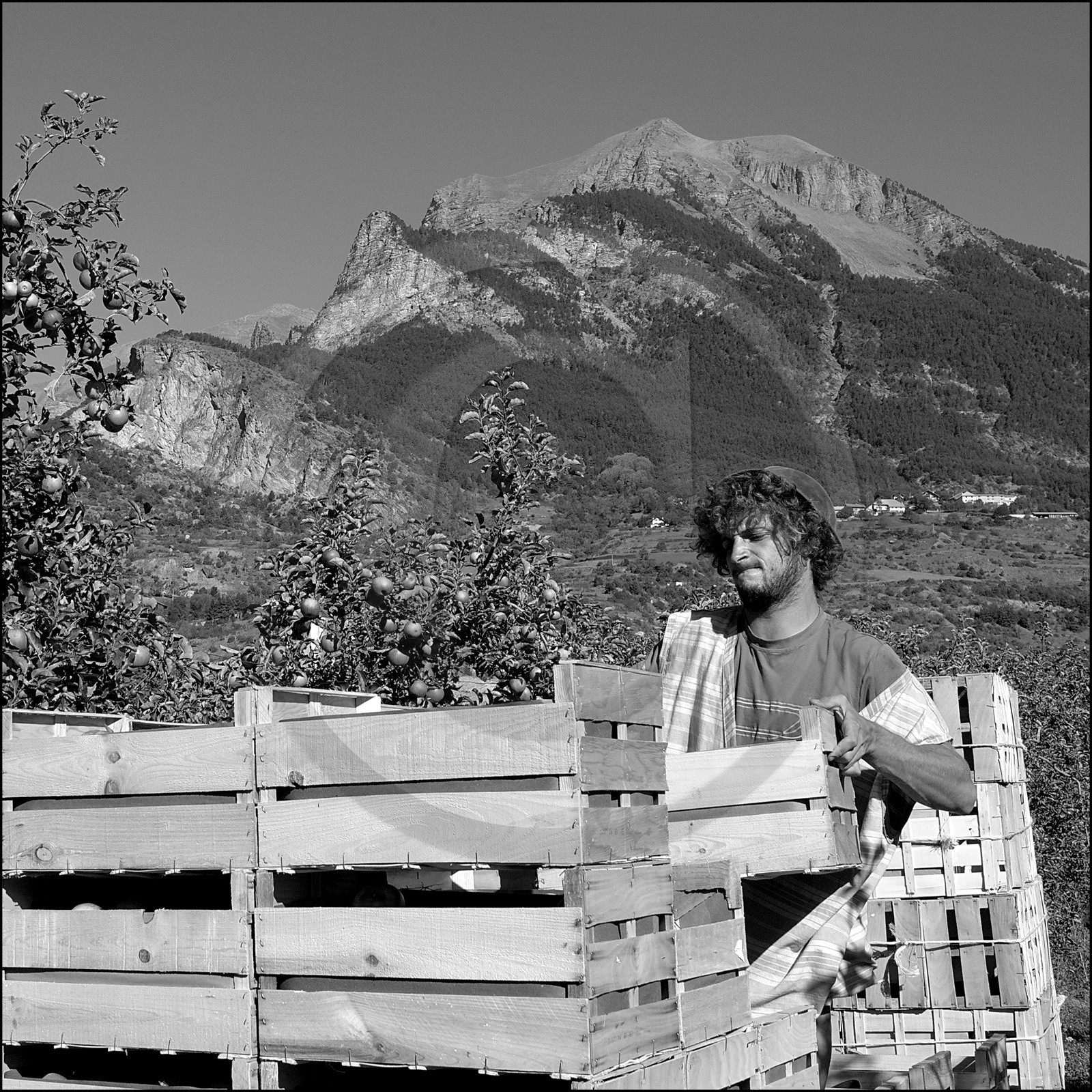 La récolte des pommes