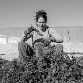 La récolte des carottes