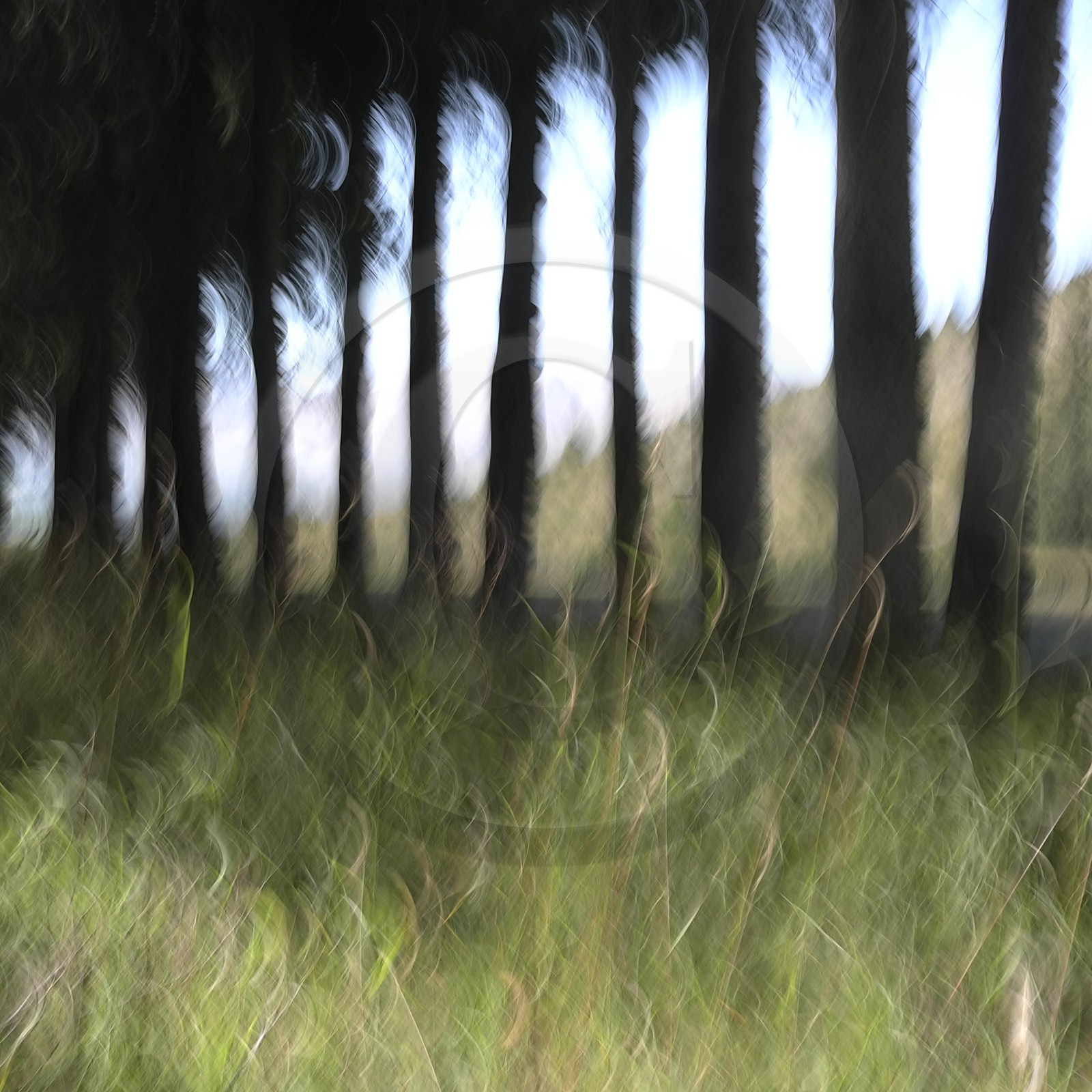 Le Pays des Arbres Flous