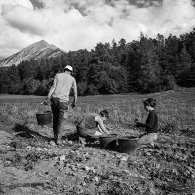 La récolte des pommes de terre