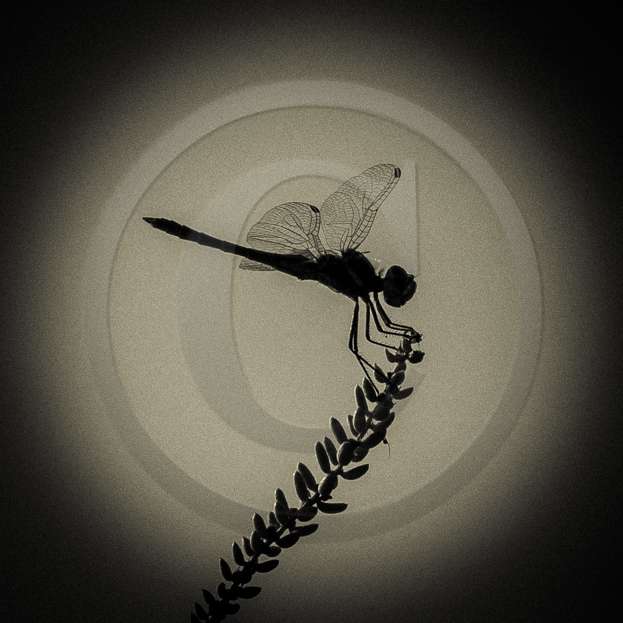 Portrait de libellule