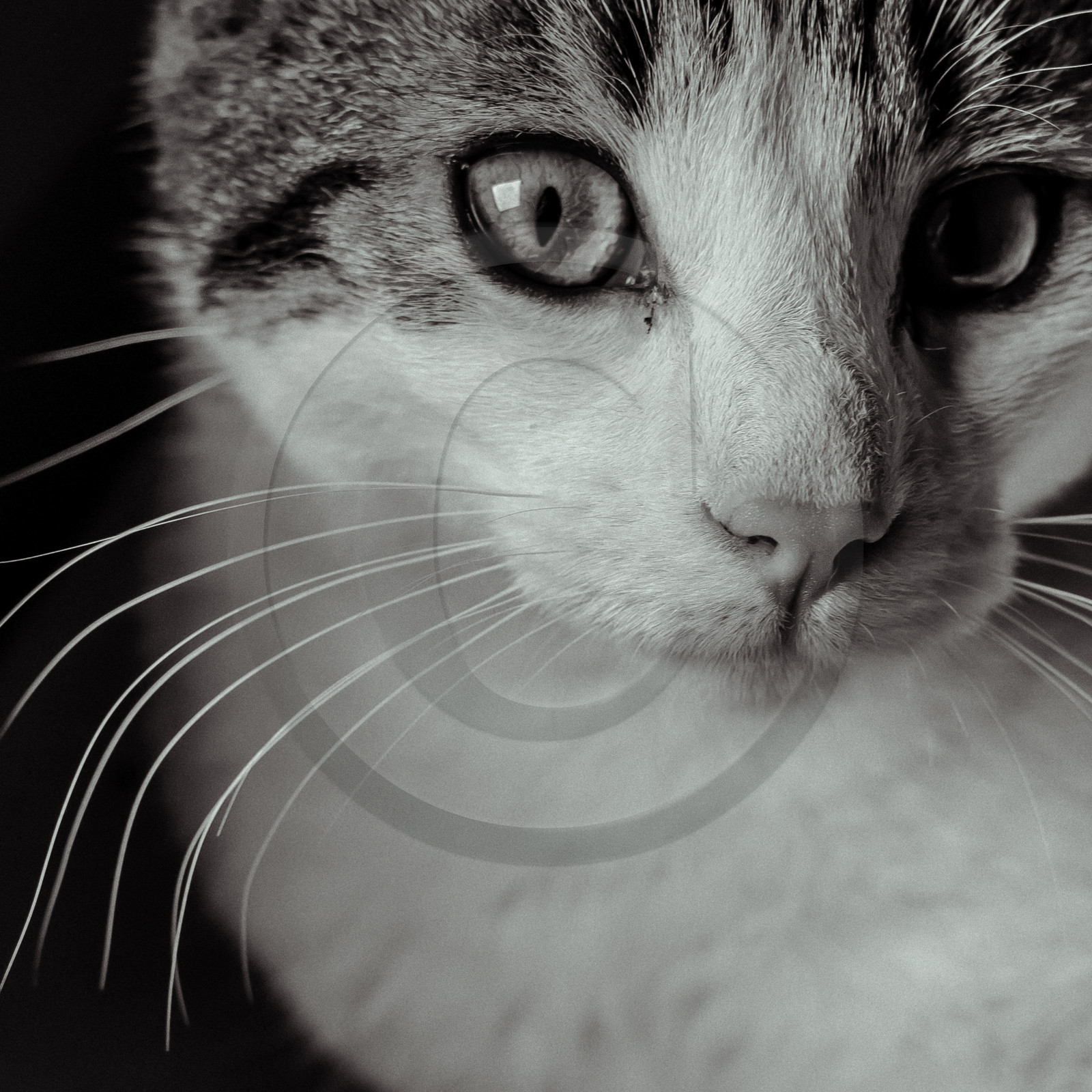 Portraits de Chats