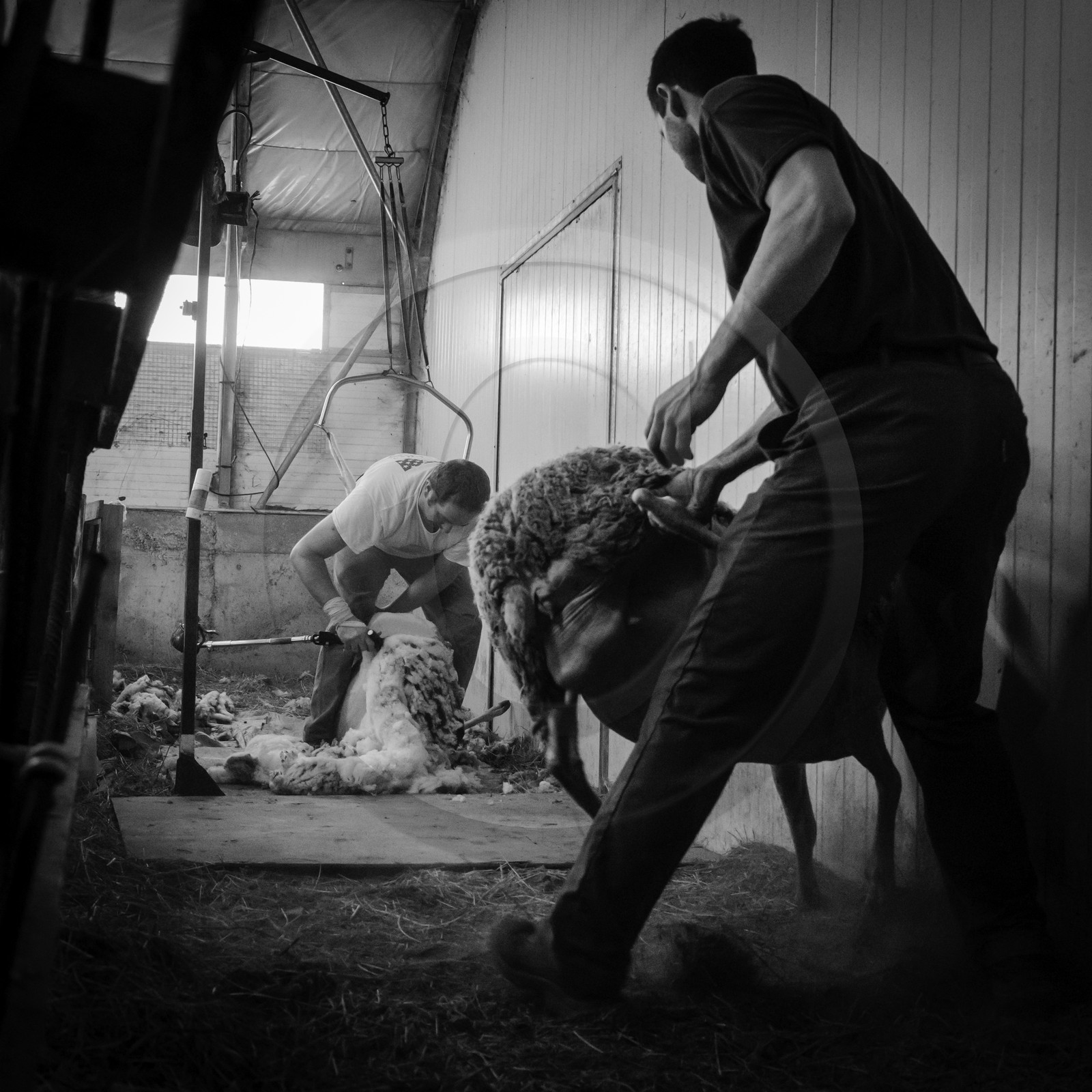 La tonte des brebis