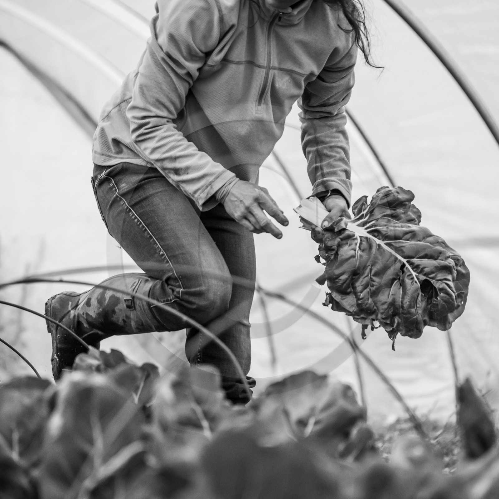 Maraichage biologique dans le Champsaur