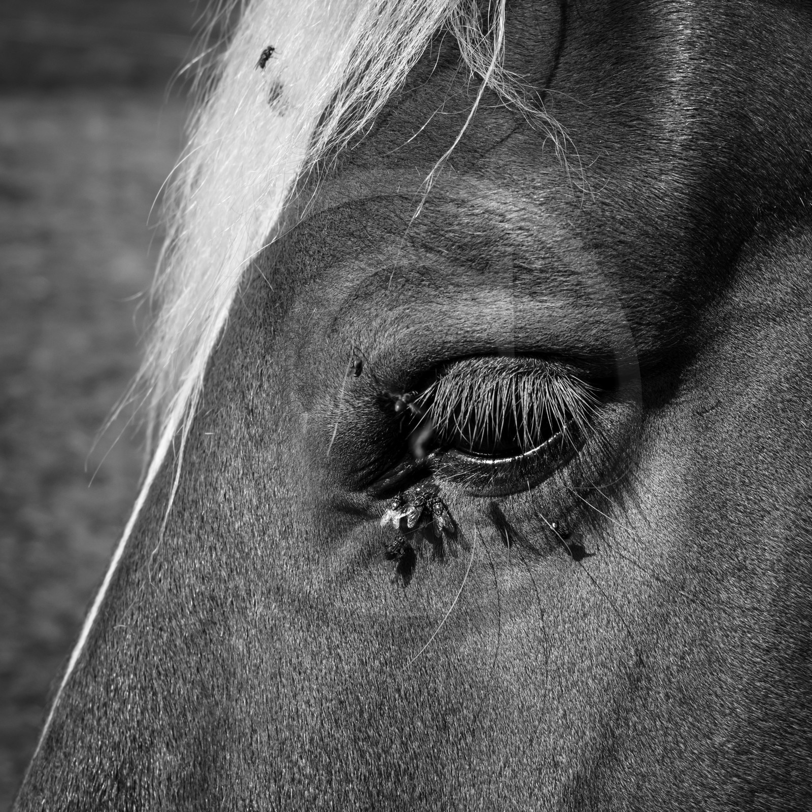 Chevaux de trait