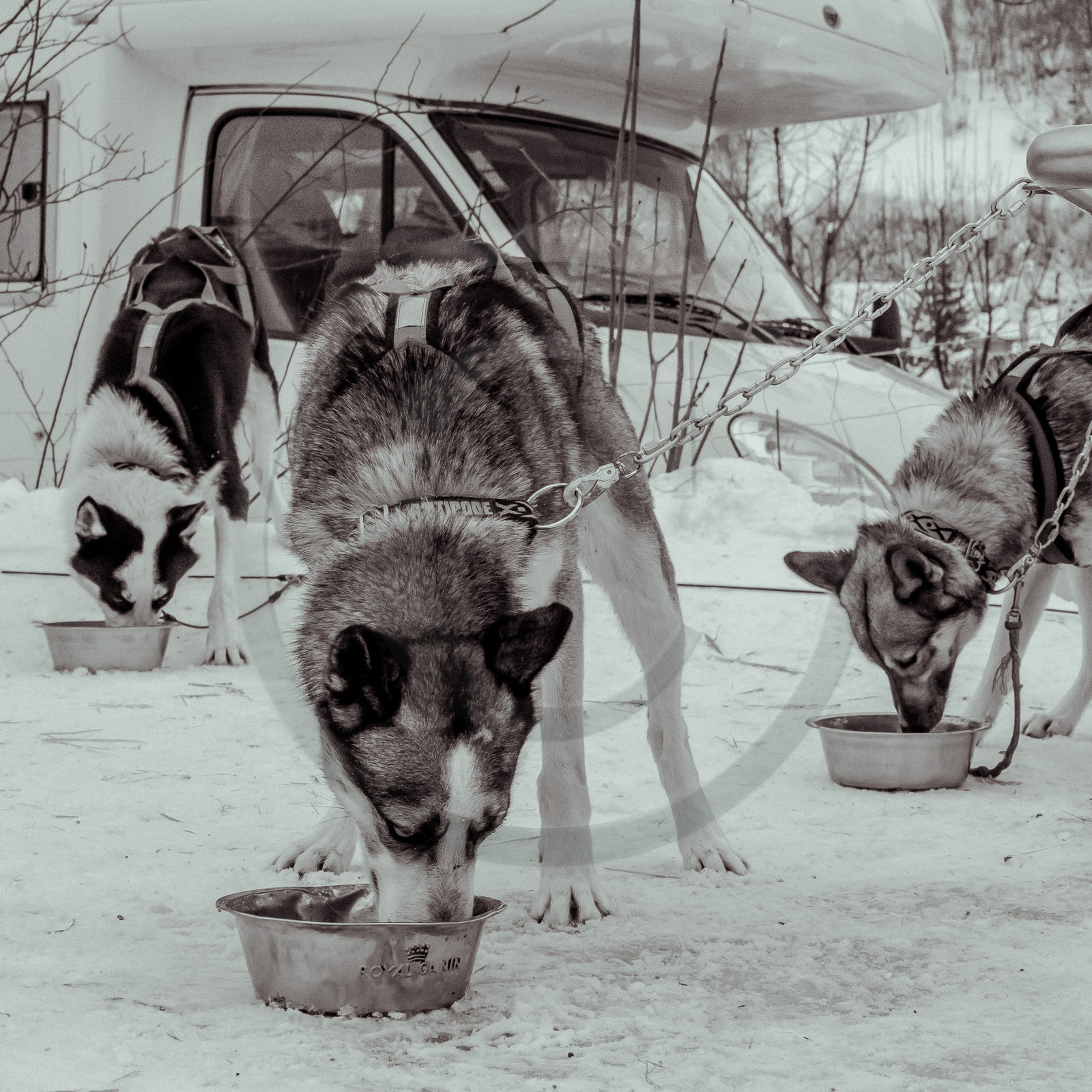 La Valgaude Traineau 2015