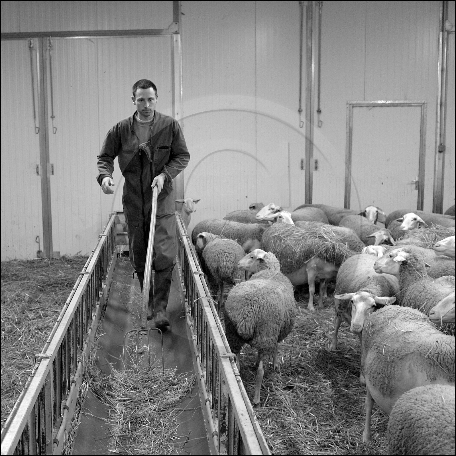 Elevage brebis laitières