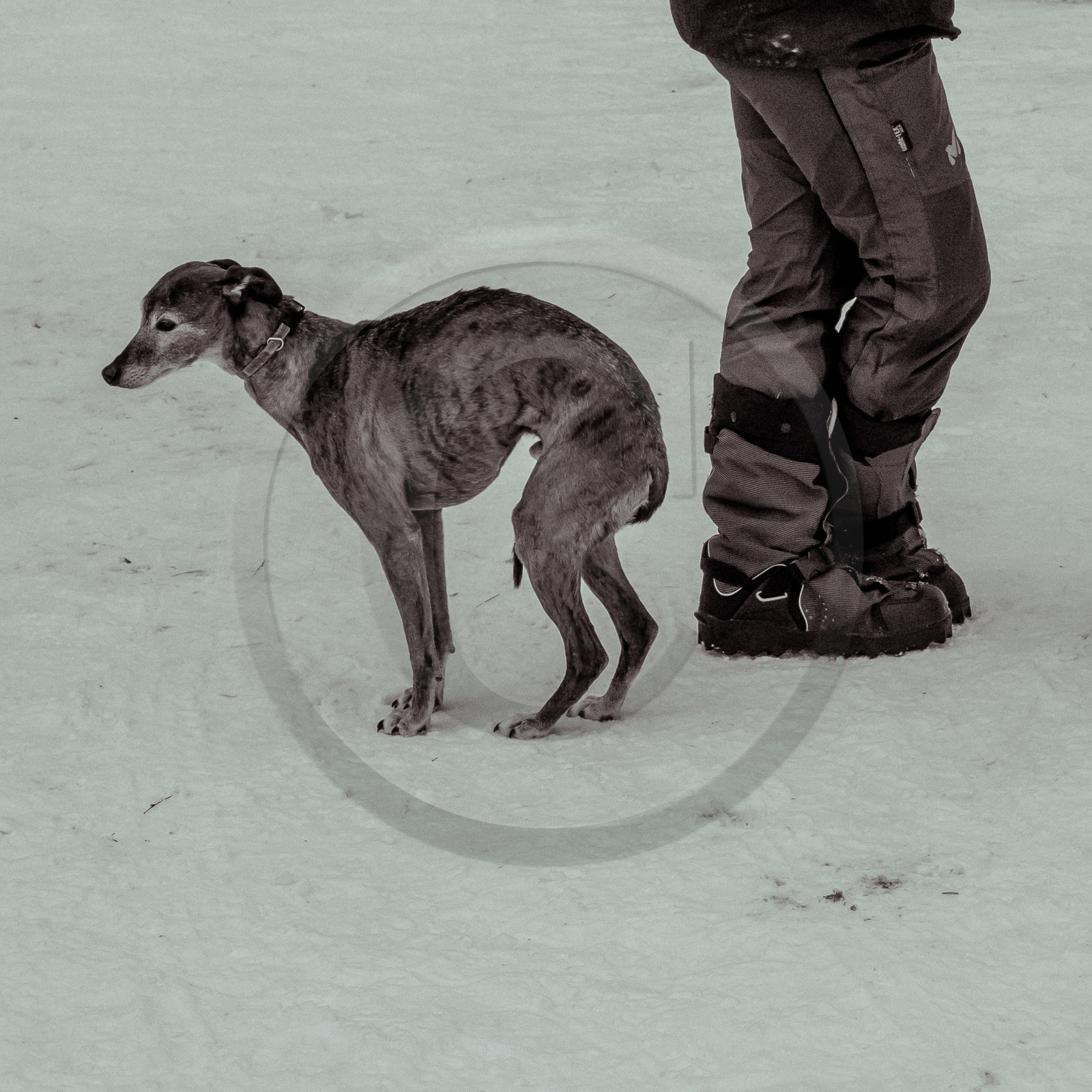 La Valgaude Traineau 2015