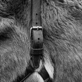 L'asinerie Le sentier des ânes