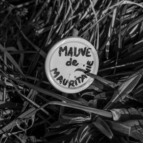 24 février 2021 : on taille, on prépare le jardin...