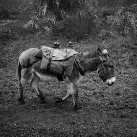 La transhumance des ânes