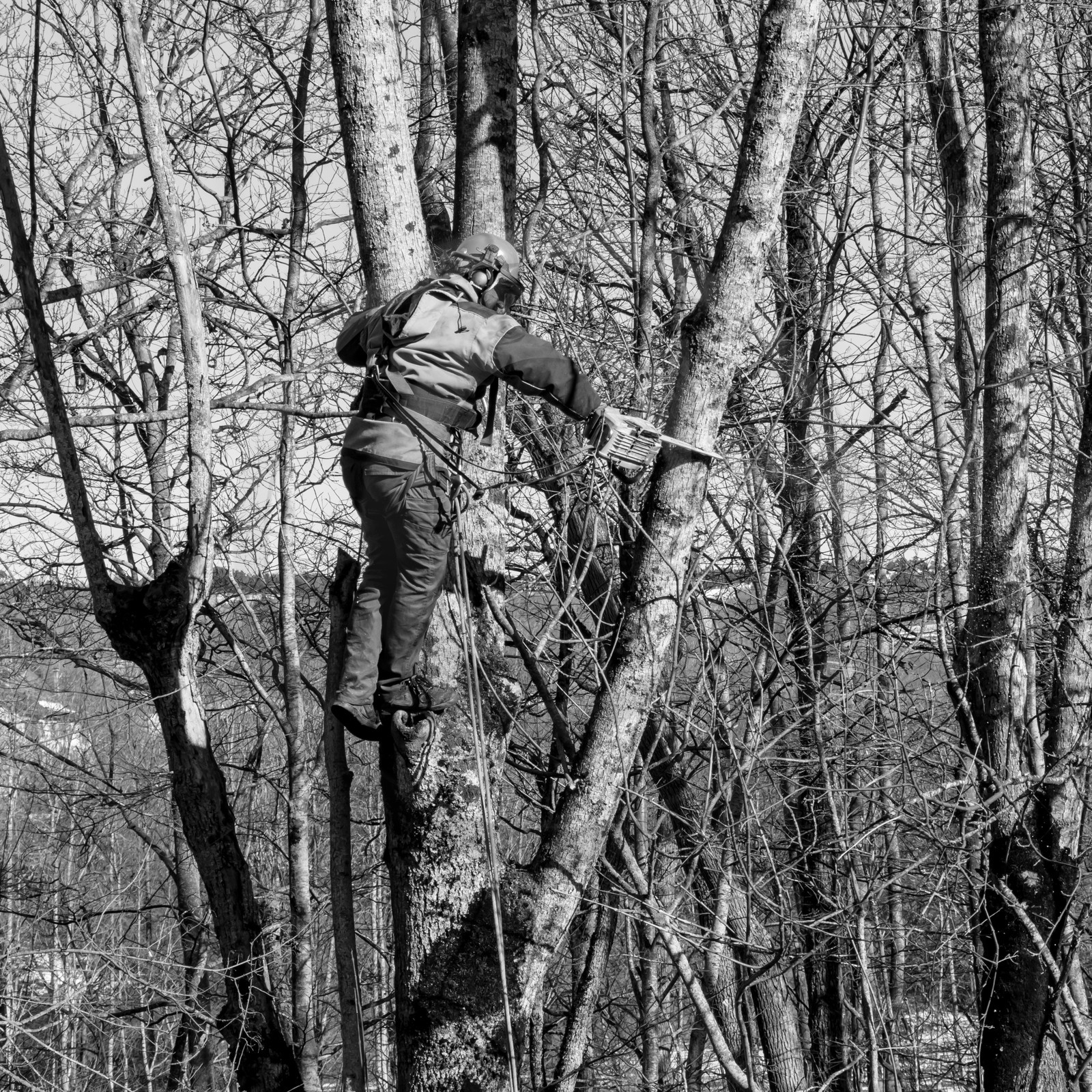 Elagage - 08 03 2017